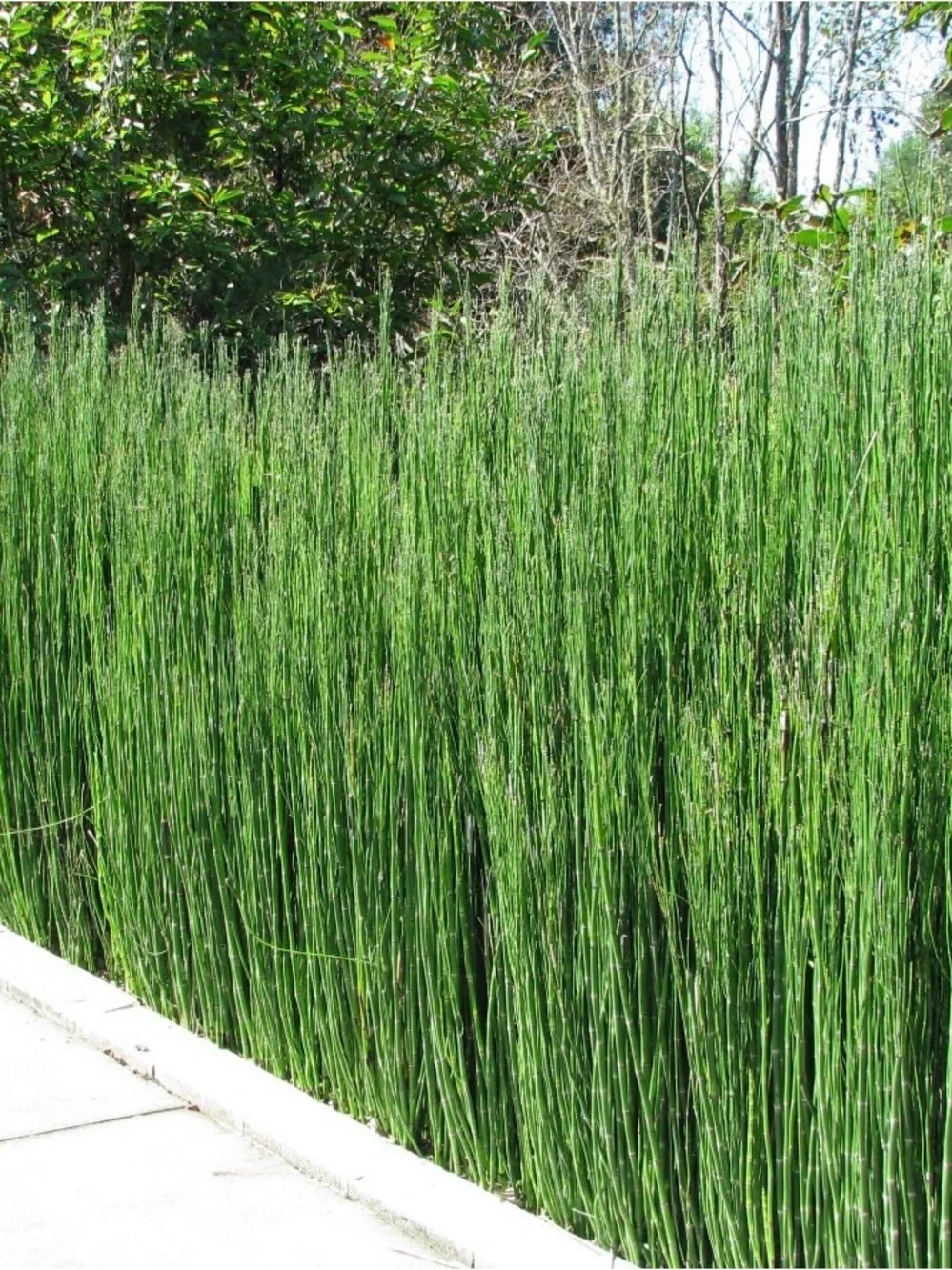 Horsetail Reed Plant Equisetum Hyemale 6 Cuttings With Roots